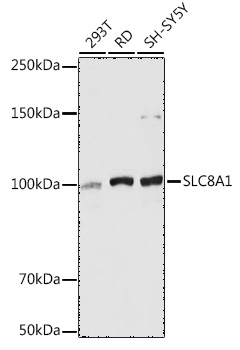 Western blot analysis of extracts of various cell lines using SLC8A1 Polyclonal Antibody at 1:5000 dilution.