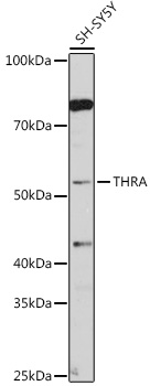 Western blot analysis of extracts of SH-SY5Y cells using THRA Polyclonal Antibody at 1:1000 dilution.