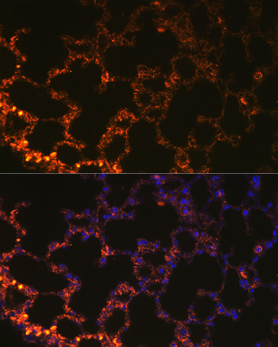 Immunofluorescence analysis of mouse lung cells using NAPSA Polyclonal Antibody at dilution of 1:100 (40x lens). Blue: DAPI for nuclear staining.