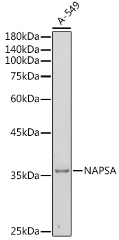 Western blot analysis of extracts of A-549 cells using NAPSA Polyclonal Antibody at 1:500 dilution.