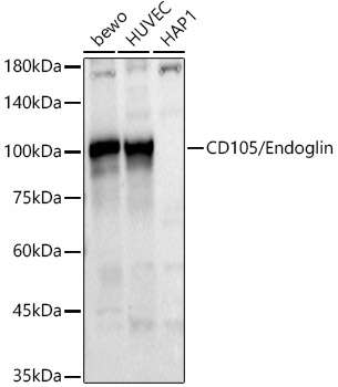 Western blot analysis of various lysates using CD105/Endoglin Polyclonal Antibody at 1:1500 dilution.