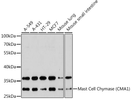 Western blot analysis of extracts of various cell lines using Mast Cell Chymase Polyclonal Antibody at1:3000 dilution.