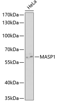 Western blot analysis of extracts of HeLa cells using MASP1 Polyclonal Antibody at 1:1000 dilution.