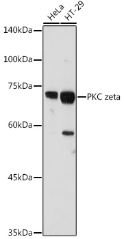 Western blot analysis of extracts of various cell lines using PKC zeta Polyclonal Antibody at 1:1000 dilution.