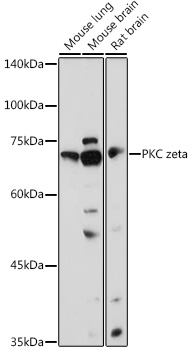 Western blot analysis of extracts of various cell lines using PKC zeta Polyclonal Antibody at 1:1000 dilution.