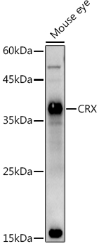 Western blot analysis of extracts of Mouse eye using CRX Polyclonal Antibody at 1:1000 dilution.