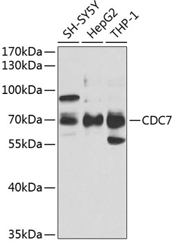 Western blot analysis of extracts of various cell lines using CDC7 Polyclonal Antibody at 1:1000 dilution.