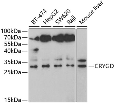 Western blot analysis of extracts of various cell lines using CRYGD Polyclonal Antibody at 1:1000 dilution.