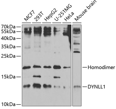 Western blot analysis of extracts of various cell lines using DYNLL1 Polyclonal Antibody at 1:1000 dilution.