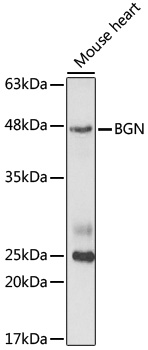 Western blot analysis of extracts of mouse heart cells using BGN Polyclonal Antibody at 1:1000 dilution.