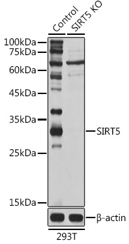 Western blot analysis of extracts from normal (control) and SIRT5 knockout (KO) 293T cells, using SIRT5 Polyclonal Antibody at 1:1000 dilution.