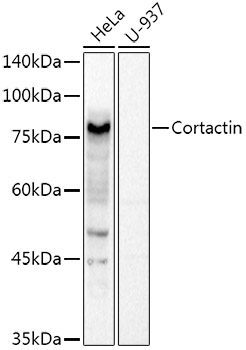 Western blot analysis of extracts of various cell lines using Cortactin Polyclonal Antibody at 1:1000 dilution.