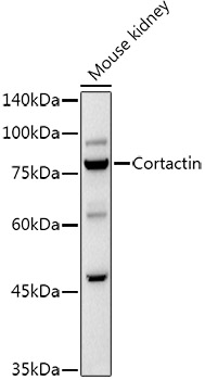 Western blot analysis of extracts of Mouse kidney using Cortactin Polyclonal Antibody antibody at 1:1000 dilution.