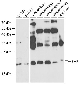 Western blot analysis of extracts of various cell lines using BMF Polyclonal Antibody at 1:1000 dilution.