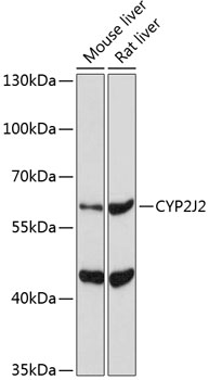 Western blot analysis of extracts of various cell lines using CYP2J2 Polyclonal Antibody at 1:1000 dilution.