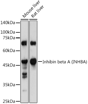 Western blot analysis of extracts of various cell lines using Inhibin beta A Polyclonal Antibody at1:1000 dilution.