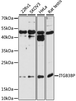 Western blot analysis of extracts of various cell lines using ITGB3BP Polyclonal Antibody at 1:1000 dilution.