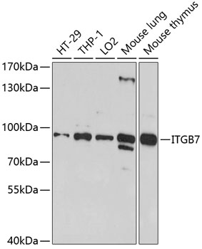 Western blot analysis of extracts of various cell lines using ITGB7 Polyclonal Antibody at 1:1000 dilution.