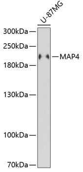 Western blot analysis of extracts of U-87MG cells using MAP4 Polyclonal Antibody at 1:3000 dilution.