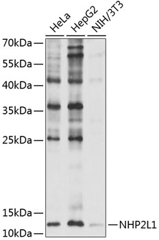 Western blot analysis of extracts of various cell lines using NHP2L1 Polyclonal Antibody at 1:1000 dilution.