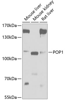 Western blot analysis of extracts of various cell lines using POP1 Polyclonal Antibody at 1:1000 dilution.