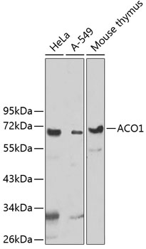 Western blot analysis of extracts of various cell lines using UTP3 Polyclonal Antibody