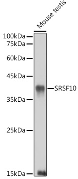 Western blot analysis of extracts of Mouse testis using SRSF10 Polyclonal Antibody at 1:1000 dilution.