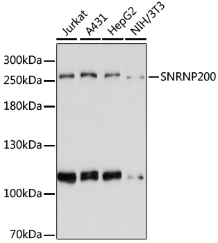 Western blot analysis of extracts of various cell lines using SNRNP200 Polyclonal Antibody at 1:3000 dilution.