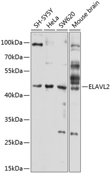 Western blot analysis of extracts of various cell lines using ELAVL2 Polyclonal Antibody at 1:1000 dilution.