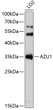 Western blot analysis of extracts of LO2 cells using AZU1 Polyclonal Antibody at 1:1000 dilution.