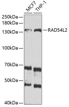 Western blot analysis of extracts of various cell lines using RAD54L2 Polyclonal Antibody at 1:1000 dilution.