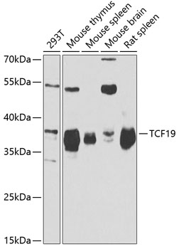 Western blot analysis of extracts of various cell lines using TCF19 Polyclonal Antibody at 1:1000 dilution.