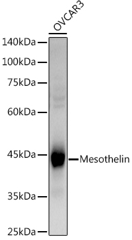 Western blot analysis of extracts of OVCAR3 cells using Mesothelin Polyclonal Antibody at 1:1000 dilution.