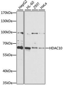 Western blot analysis of extracts of various cell lines using HDAC10 Polyclonal Antibody at 1:1000 dilution.