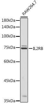 Western blot analysis of extracts of RAW264.7 cells using IL2RB Polyclonal Antibody at 1:500 dilution.