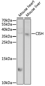 Western blot analysis of extracts of various cell lines using CISH Polyclonal Antibody at 1:1000 dilution.