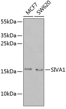 Western blot analysis of extracts of various cell lines using SIVA1 Polyclonal Antibody at 1:1000 dilution.