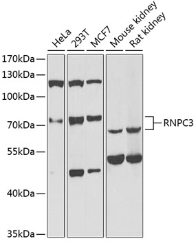 Western blot analysis of extracts of various cell lines using RNPC3 Polyclonal Antibody at 1:1000 dilution.