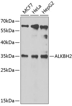 Western blot analysis of extracts of various cell lines using ALKBH2 Polyclonal Antibody at 1:1000 dilution.