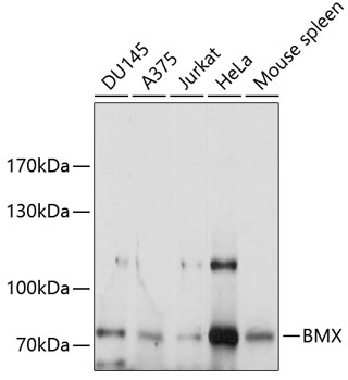 Western blot analysis of extracts of various cell lines using BMX Polyclonal Antibody at 1:1000 dilution.