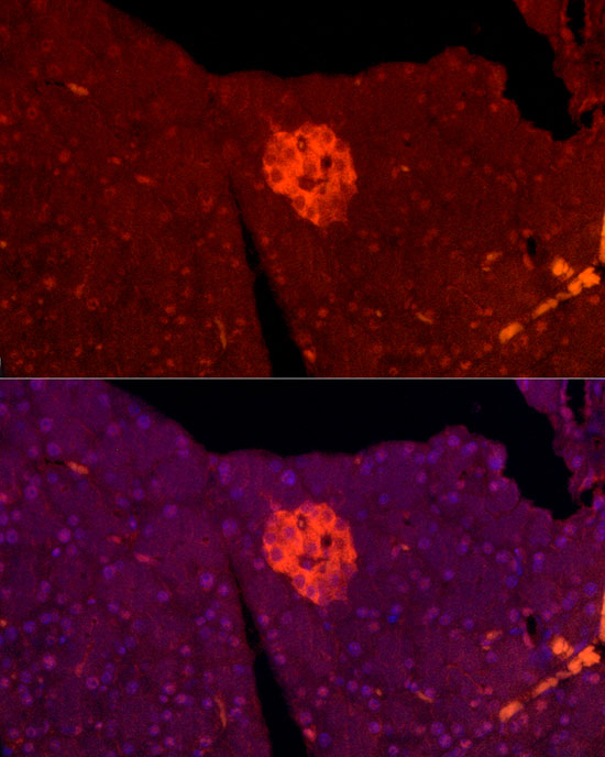 Immunofluorescence analysis of Rat Pancreas cells using TSPAN7 Polyclonal Antibody at dilution of 1:200 (40x lens). Blue: DAPI for nuclear staining.