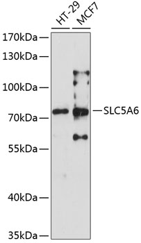 Western blot analysis of extracts of various cell lines using SLC5A6 Polyclonal Antibody at 1:3000 dilution.