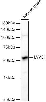 Western blot analysis of extracts of Mouse brain using LYVE1 Polyclonal Antibody at 1:1000 dilution.