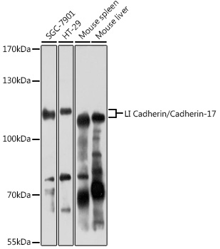 Western blot analysis of extracts of various cell lines using LI Cadherin/Cadherin-17 Polyclonal Antibody at 1:3000 dilution.