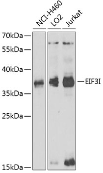 Western blot analysis of extracts of various cell lines using EIF3I Polyclonal Antibody at 1:1000 dilution.