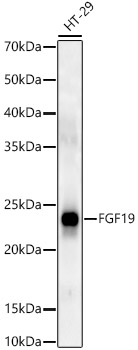 Western blot analysis of HT-29 using FGF19 Polyclonal Antibody at 1:500 dilution.