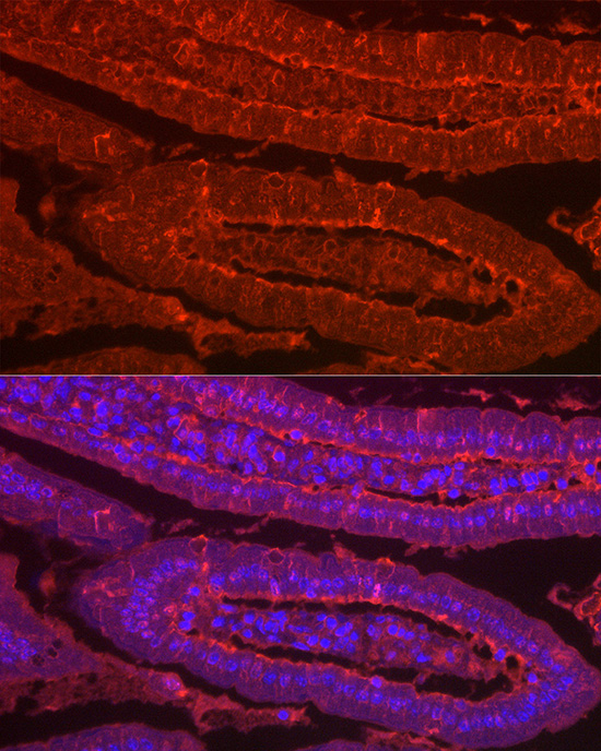 Immunofluorescence analysis of mouse Intestine using LGALS2 Polyclonal Antibody at dilution of 1:100 (40x lens). Blue: DAPI for nuclear staining.