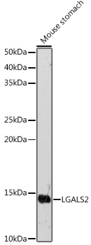 Western blot analysis of extracts of Mouse stomach using LGALS2 Polyclonal Antibody at 1:500 dilution.