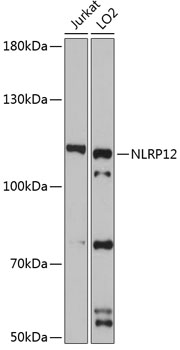 Western blot analysis of extracts of various cell lines using NLRP12 Polyclonal Antibody at 1:3000 dilution.