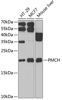 Western blot analysis of extracts of various cell lines using PMCH Polyclonal Antibody at 1:1000 dilution.